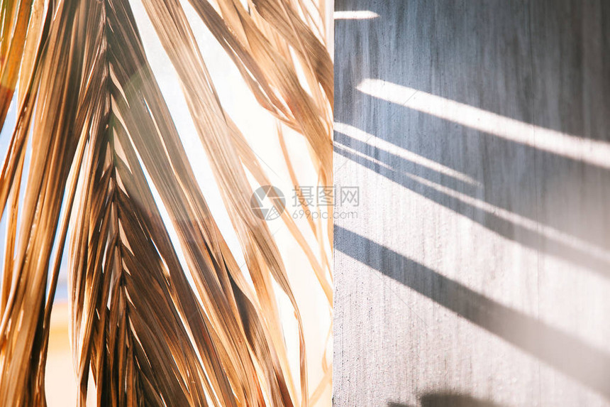 棕榈叶的光和阴影在灰色画布背景上清晨的光通图片