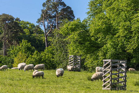 白羊在蓝天下深绿色的树木支持的绿色牧场上放图片