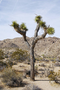 美国加利福尼亚州Joshua树公园沙漠地貌的J图片