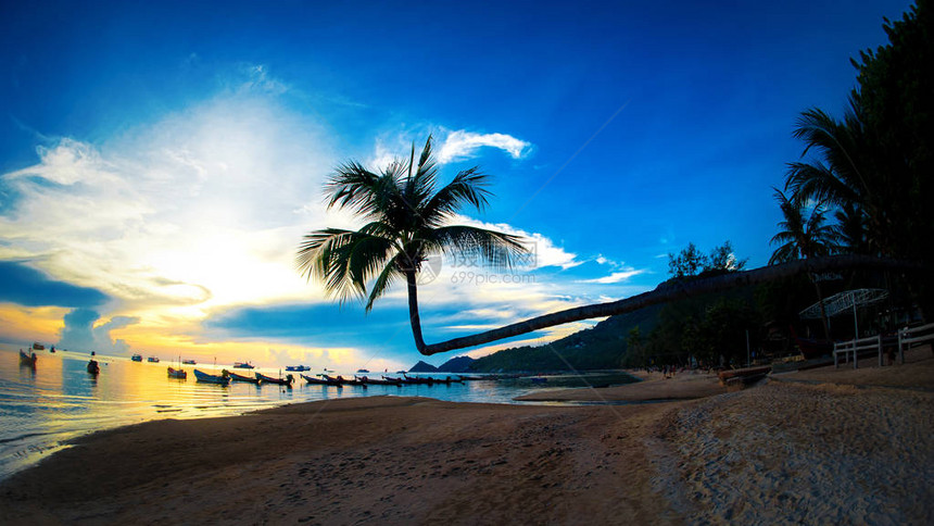 日落时沙滩上美丽的椰子棕榈图片