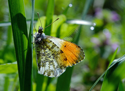 橙尖蝴蝶阳光明媚的草地上的蝴蝶春天的蝴蝶明亮透明的翅图片