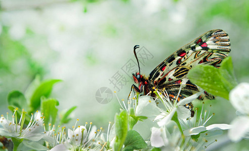 蝴蝶在阳光明媚的草原上春蝴图片