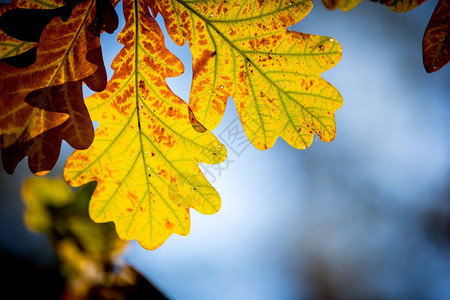 橡树枝上漂亮的秋叶图片