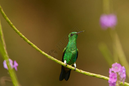 闪亮的绿色蜂鸟铜制蜂鸟Amazilia图片
