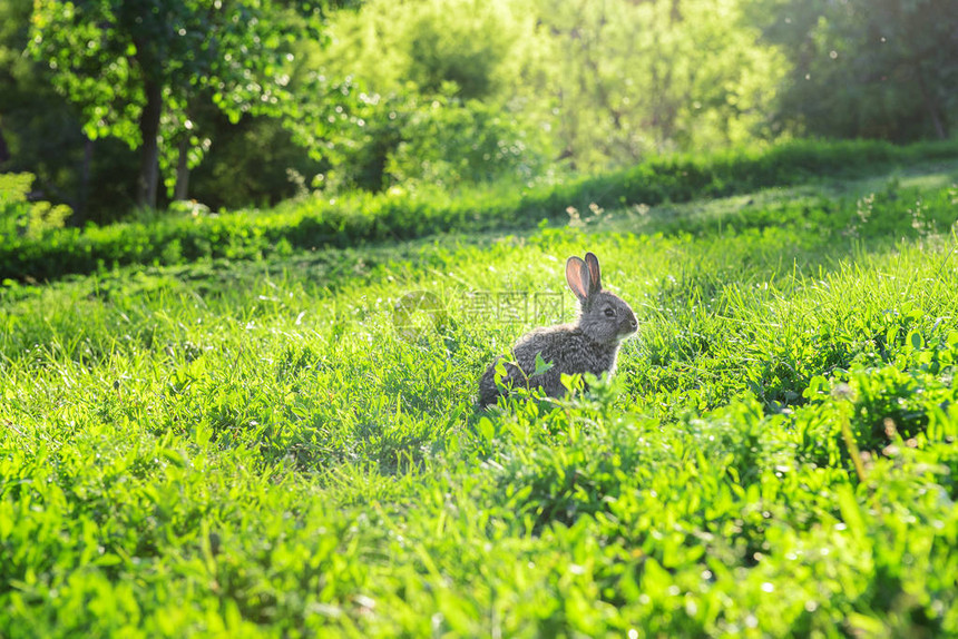小灰兔在阳光明媚的花园图片