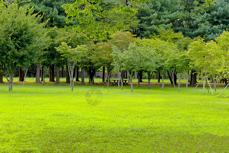 韩国南怡岛的绿色田野和绿色大树图片