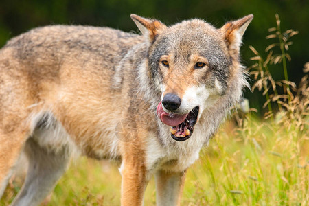 敌人如此可爱在森林中寻找敌人或猎物的夏季绿地里一只雄灰狼在舔背景