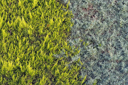 天然背景或壁纸绿色植物树绿色树图片
