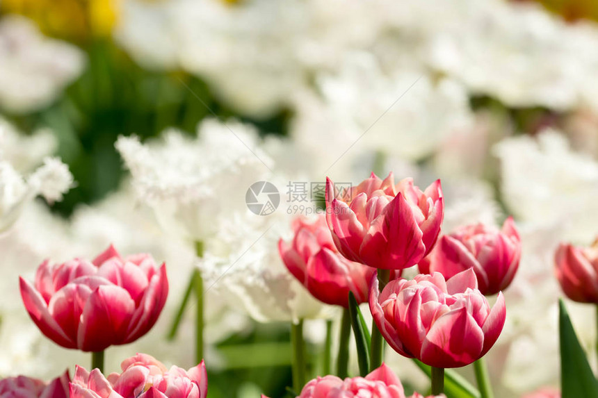 亚洲植物园红花和白花含模糊背景图片