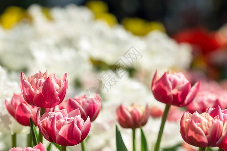 亚洲植物园红花和白花含模糊背景图片