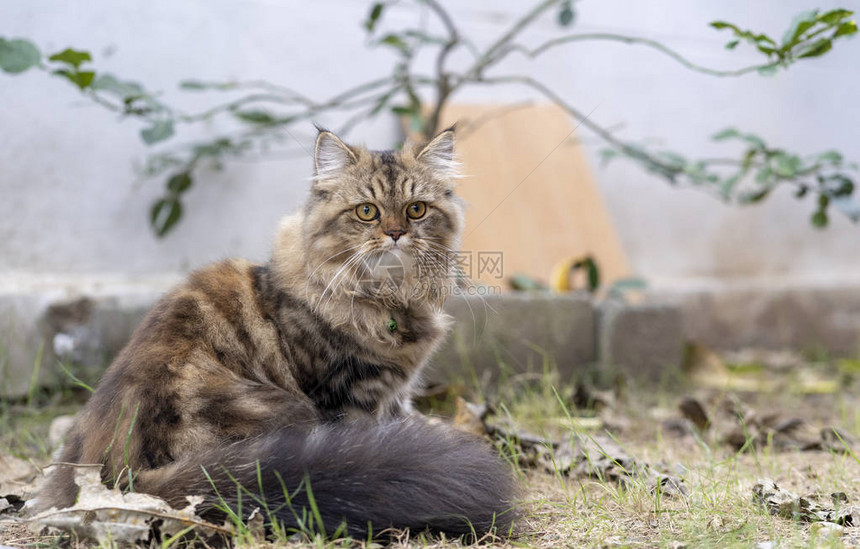 波斯猫花园里的图片