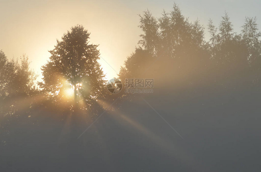 夏天的黎明和阳光有雾的早晨图片