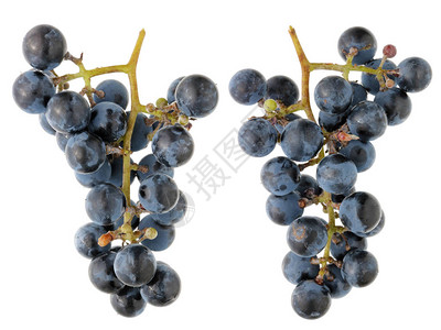 伊莎贝拉的一帮甜的深蓝色的葡萄从两面看在白色工作室图片