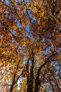 秋天Beech森林是阳图片