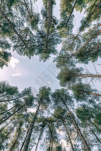 美丽的高大森林树木的天空景观图片