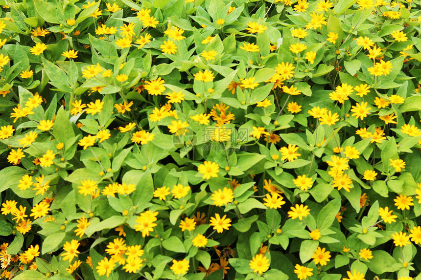在绿草背景上带有亮黄色花朵的纹理图片