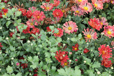 欧尼华尔兹美丽的红色花朵背景图片