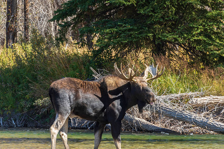 怀俄明州秋季车辙期间的公牛雪拉斯驼鹿背景图片