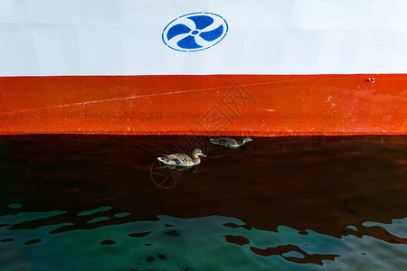 野鸭公在船上水中游动游图片