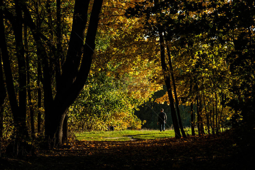 秋天森林里的黄枫胡同图片