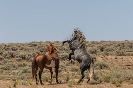 科罗拉多高沙漠中的野马种背景图片
