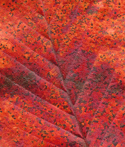 红秋叶缝合红叶的宏图片