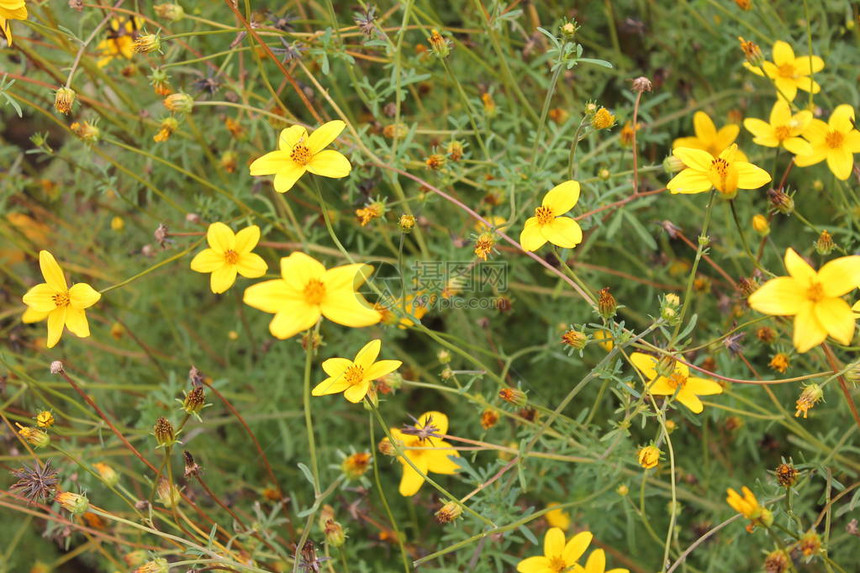 草原上的黄色小花朵图片