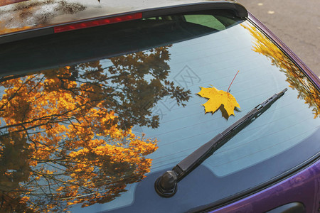 汽车后窗枫叶黄的倒影阳光明媚的秋日图片