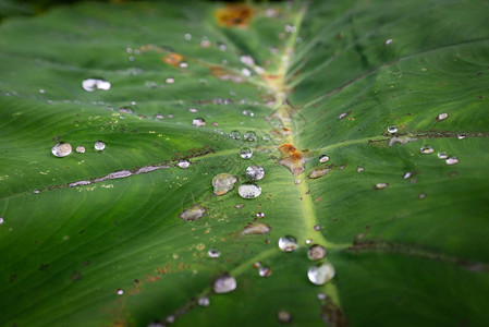 大而美丽的透明雨滴晨曦中的露珠在阳光下熠生辉自然界中美丽的叶子纹图片