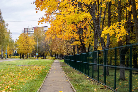 秋树黄叶小巷城市景观图片