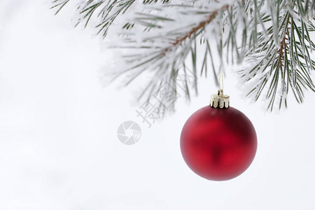 红圣诞球在松树枝上面有冰冻的圣诞卡背景图片