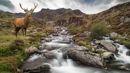 秋季河流下山脉的马鹿雄景观图图片