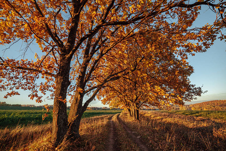 橡树胡同和道路在日落时延伸到秋天图片