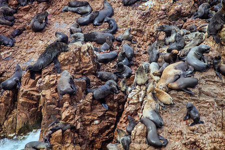 Ballestas群岛秘鲁南美海狮Otariab图片