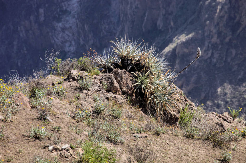 在秘鲁科卡峡谷ColcaCanyon山坡上开图片