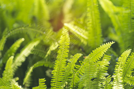 绿色蕨菜茂盛的蕨类植物生长背景图片