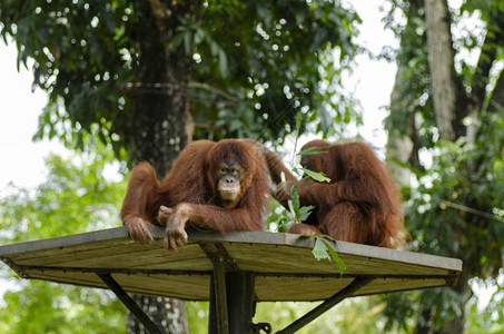 动物园Pongopygmaeus只有婆罗洲岛和苏门答腊岛图片