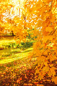 与秋天树的乡下风景图片