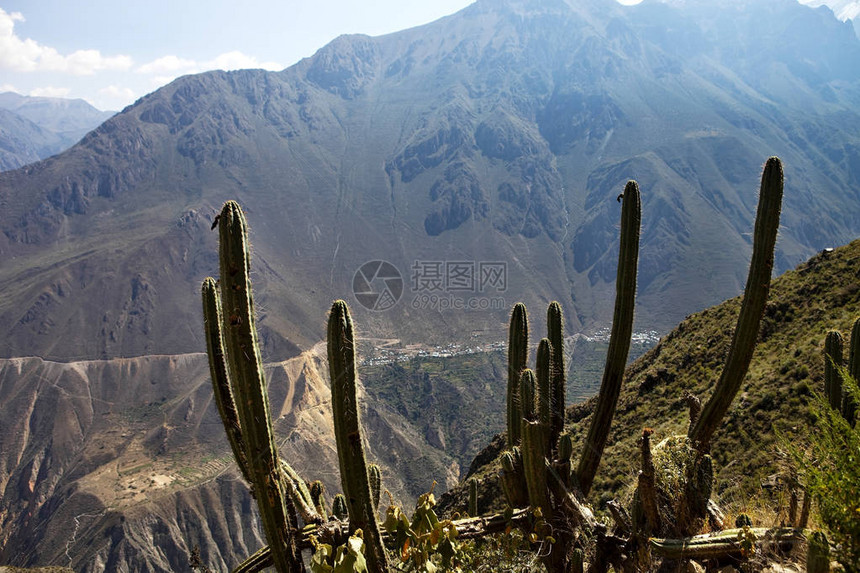 多肉植物科尔卡峡谷秘鲁图片