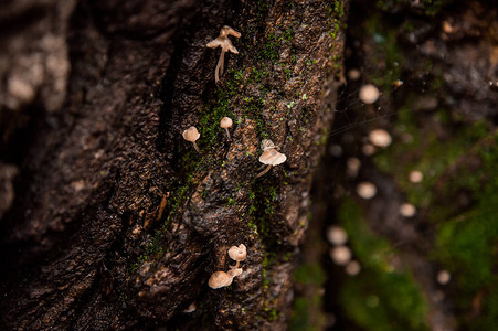 粗糙的木皮上的小蘑菇图片