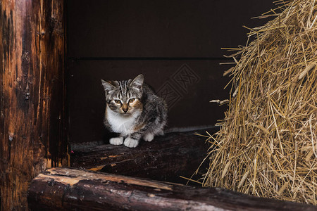 光束上的猫图片