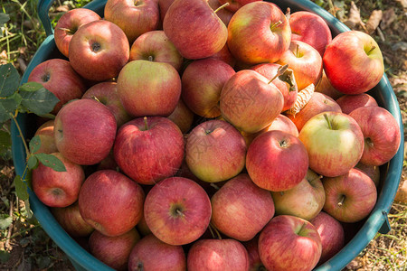 配有成熟的红苹果篮子秋季图片