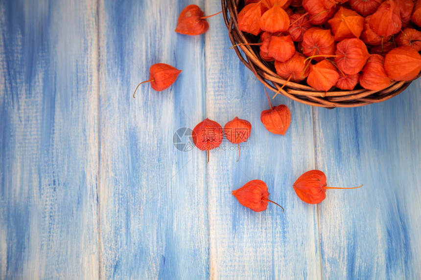 秋天的背景蓝色木质背景上的明亮橙色酸浆果秋季假期和图片