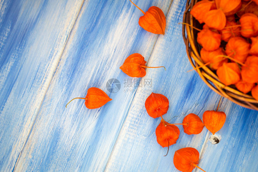 秋天的背景蓝色木质背景上的明亮橙色酸浆果秋季假期和图片