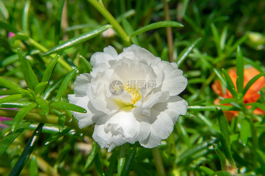 白色马齿苋花马齿苋图片