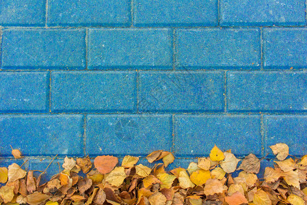 蓝色铺路石砖顶视图上的黄叶图片