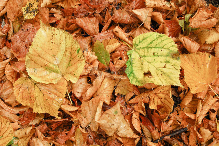 秋叶秋天的森林图片