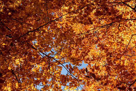 秋叶有蓝天背景图片