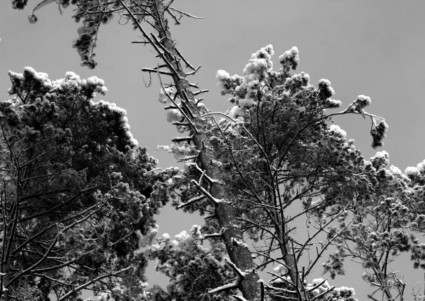 松树顶上覆盖着黑白相间的雪季节背景图片