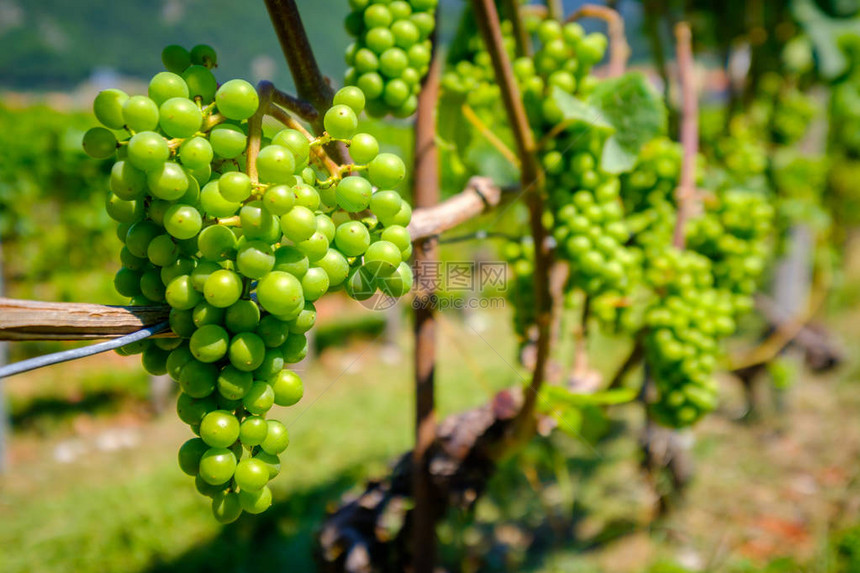 瑞士葡萄园成熟的白葡萄图片